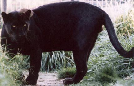 Blackpanther - 67.jpg